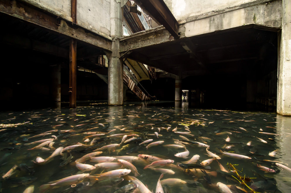 ФОТО. Тайна заброшенного и "захваченного" рыбой торгового центра