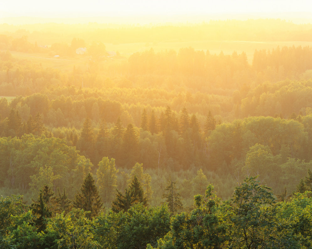 'Latvijas valsts mežu' teritorijā iestādīti 26 miljoni jaunu koku