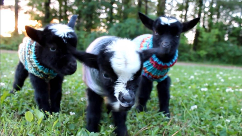 ВИДЕО: Эти маленькие козлята в крошечных свитерках заставят тебя улыбнуться :)