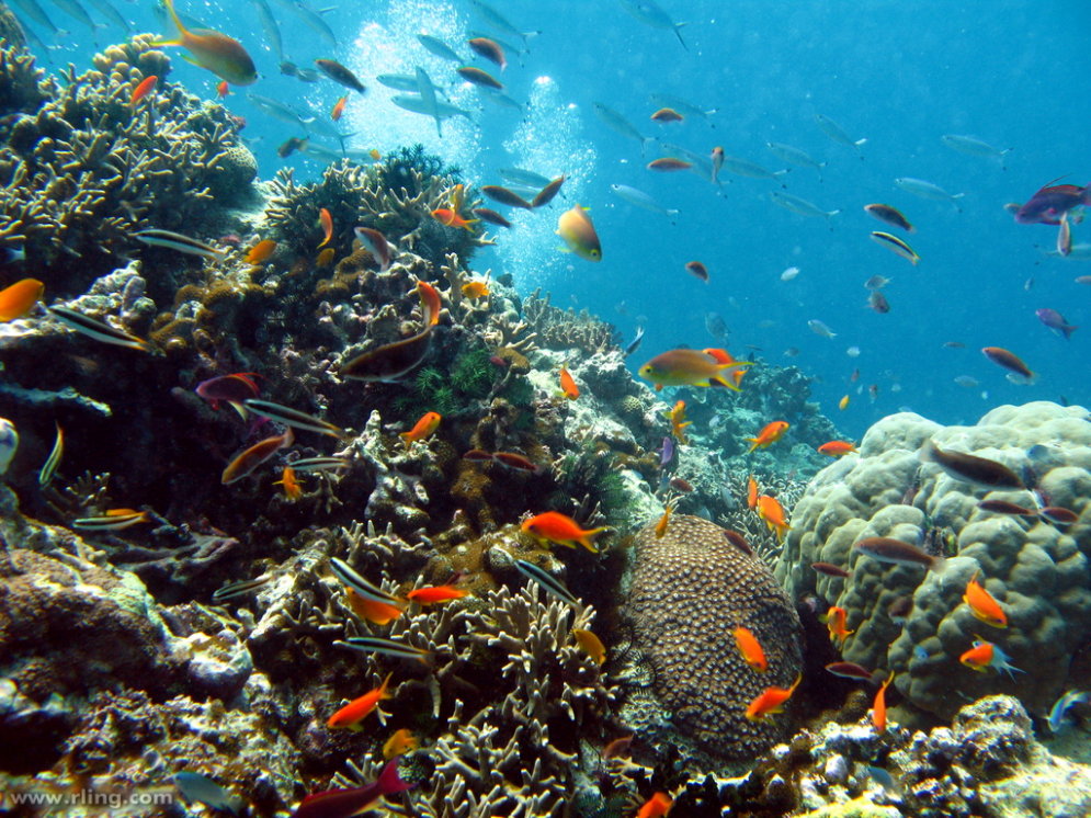 Люди доигрались: Большой Барьерный риф оказался под угрозой исчезновения