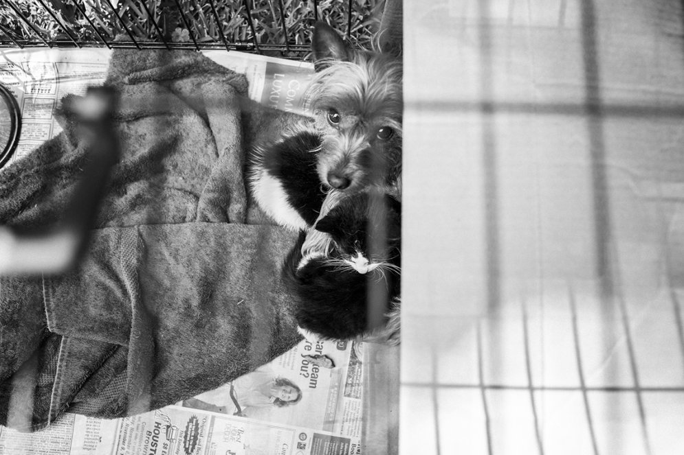 Jorkšīras terjers izauklē divus kaķēnus