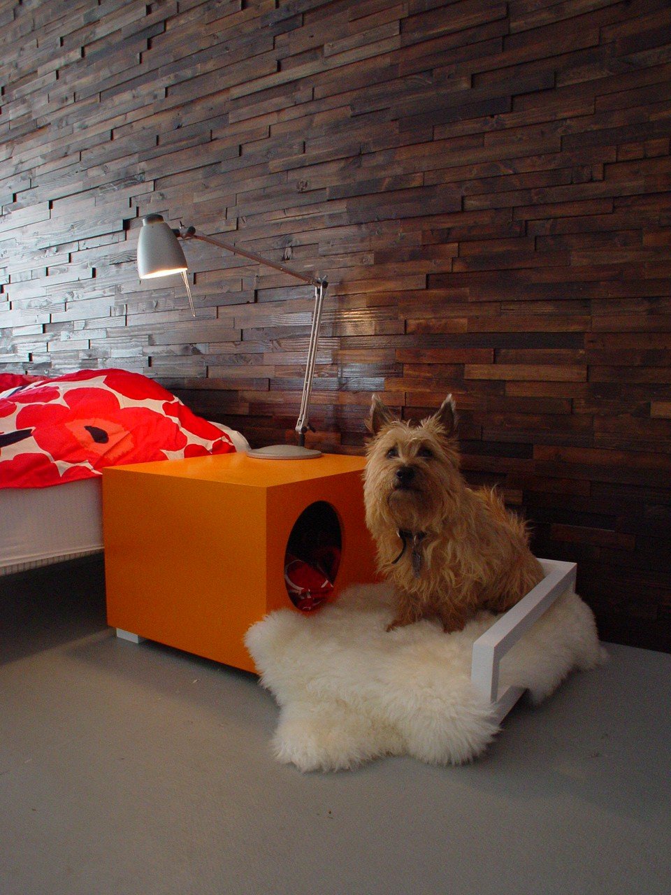 Гав-гаджеты - 10 игрушек, вещей и "мебелей" для собак