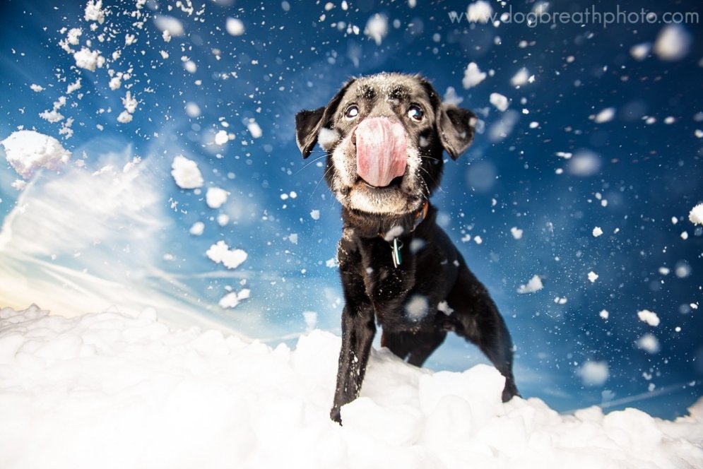 Четыре лапы, хвост и душа в фотографиях собак Кайли Грир