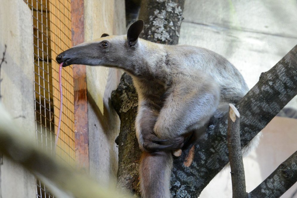 В Рижском зоопарке поселилась замечательная парочка четырехпалых тамандуа