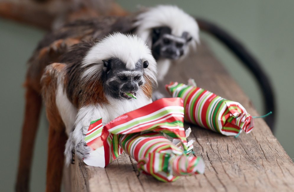 Pasaules zoodārzi Ziemassvētkos sveic dzīvniekus