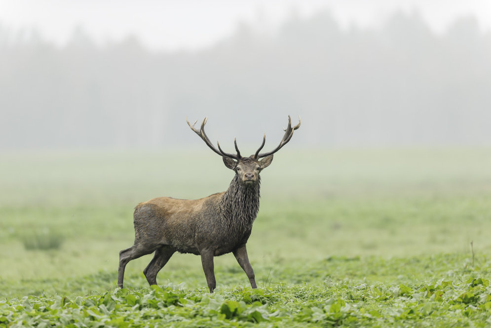 Skaistākie meža zvēri Latvijā - kas viņi ir?