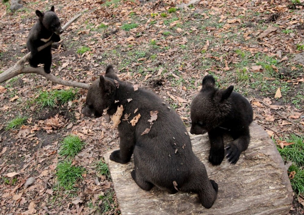 Baisais mīts izrādās patiess: pa Krieviju tiešām klīst lāči