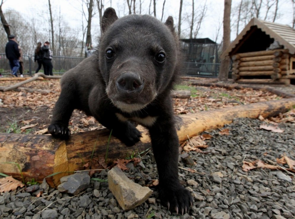 Baisais mīts izrādās patiess: pa Krieviju tiešām klīst lāči