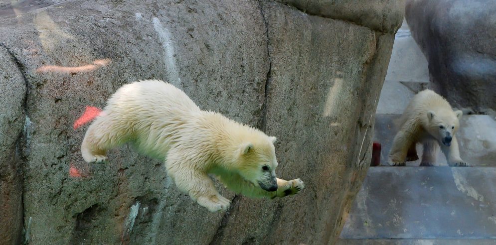 Знакомьтесь — Нобби и Нела, медвежата из Мюнхенского зоопарка
