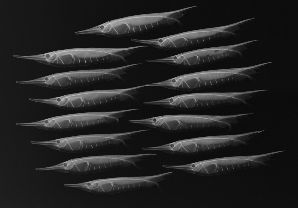 Unikāli kadri: Kā jūras iemītnieki izskatās rentgena staros
