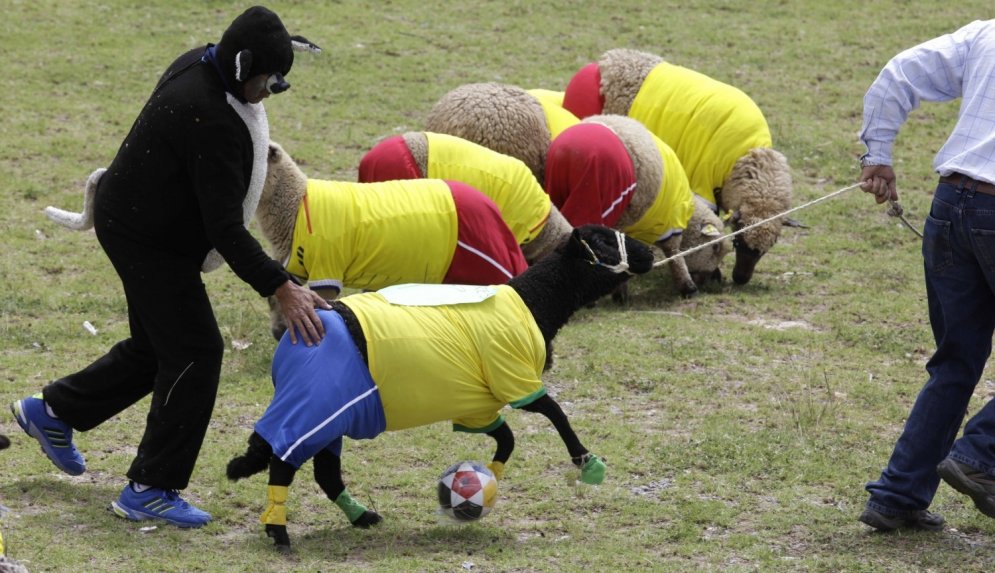 Колумбийские овцы обыграли Бразилию со счетом 4:3