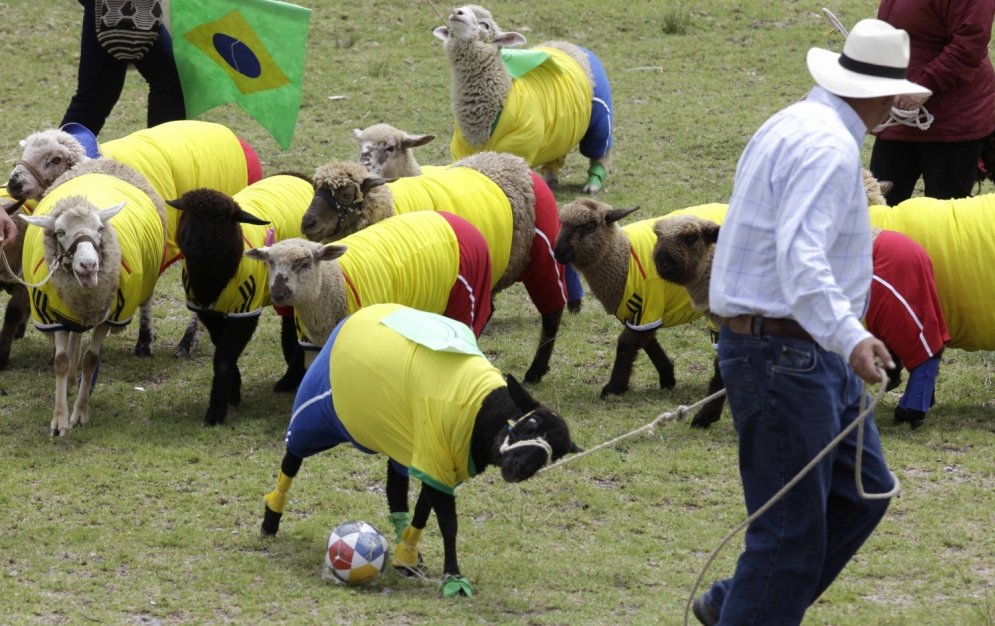 Колумбийские овцы обыграли Бразилию со счетом 4:3