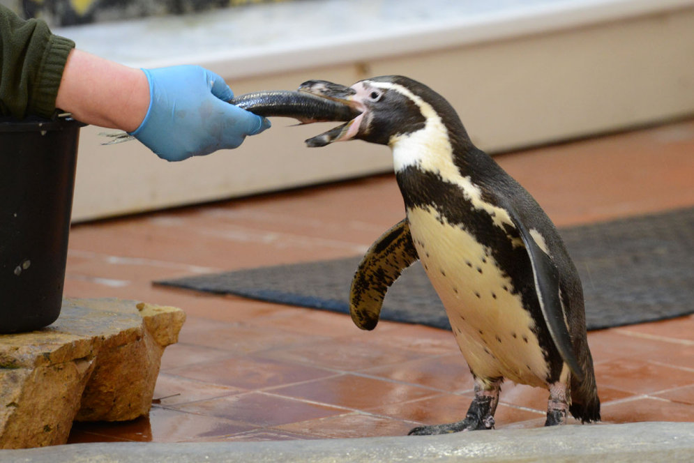 Спешите видеть: в Рижский зоопарк на время приехали 14 пингвинов Гумбольдта