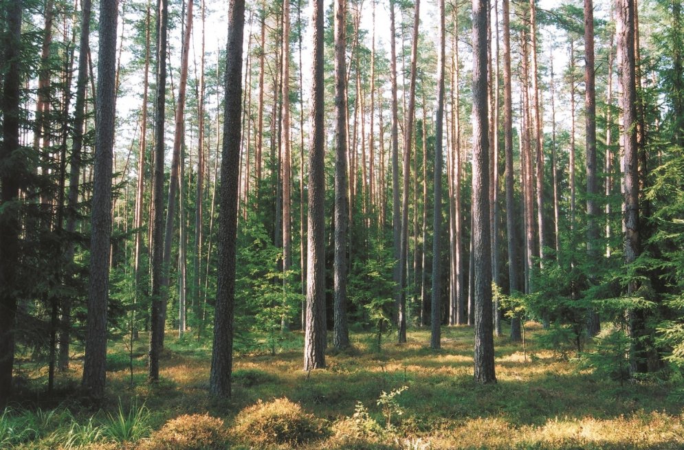Pieci mīti par Latvijas meža nozari