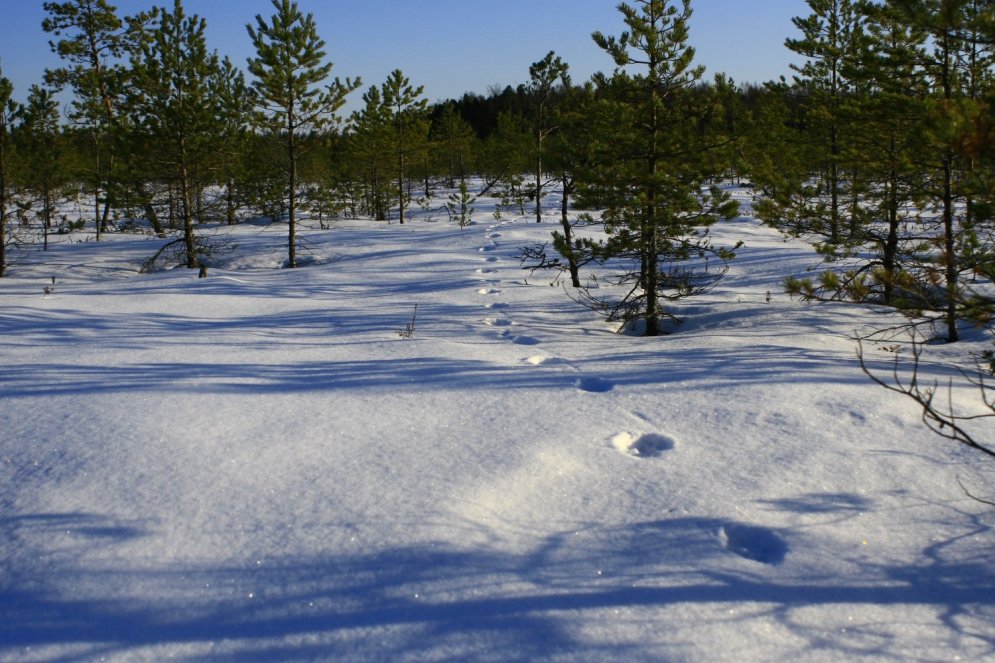 Meža dzīvnieku pēdas sniegā
