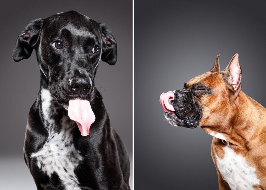 Foto projekts 'Laizījiens': smuki suņi ar izkarinātām mēlēm