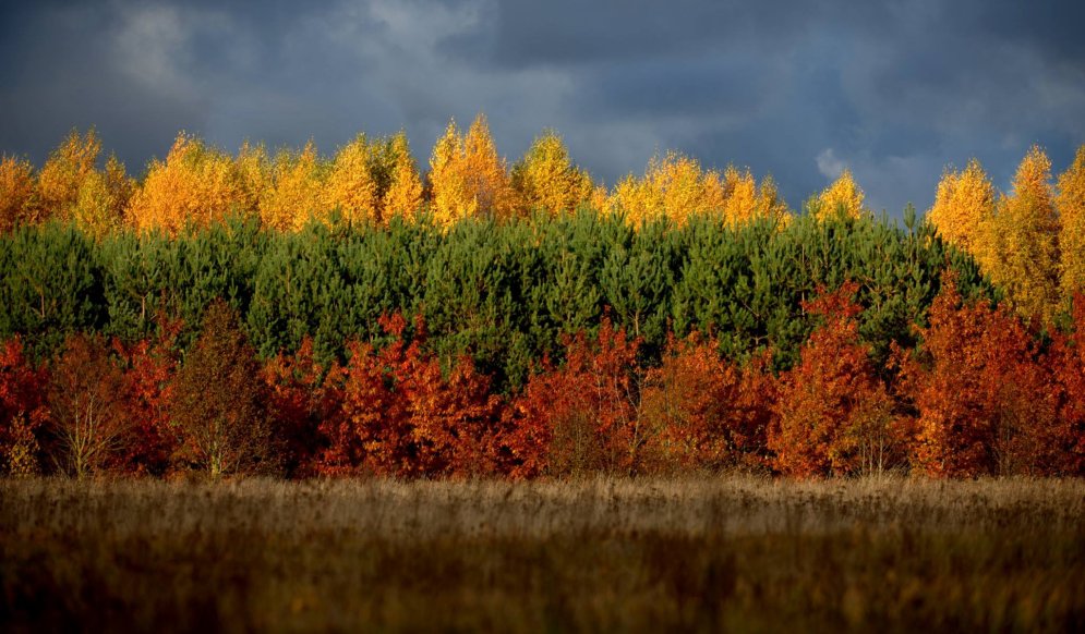 Сама природа показала, почему у Литвы желто-зелено-красный флаг