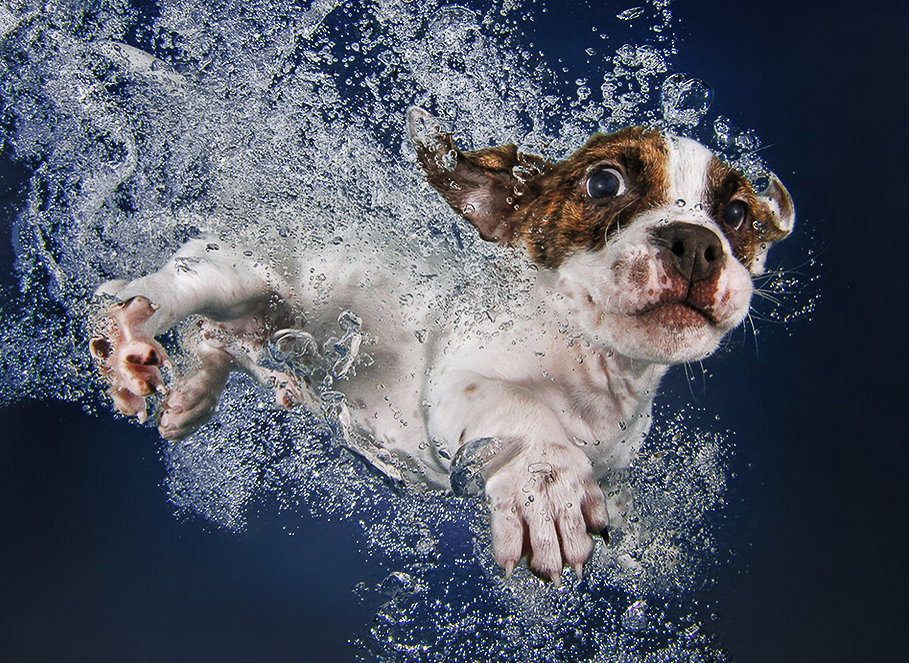 Suņu fotogrāfs pierāda - kucēni zem ūdens ir divtik mīlīgi
