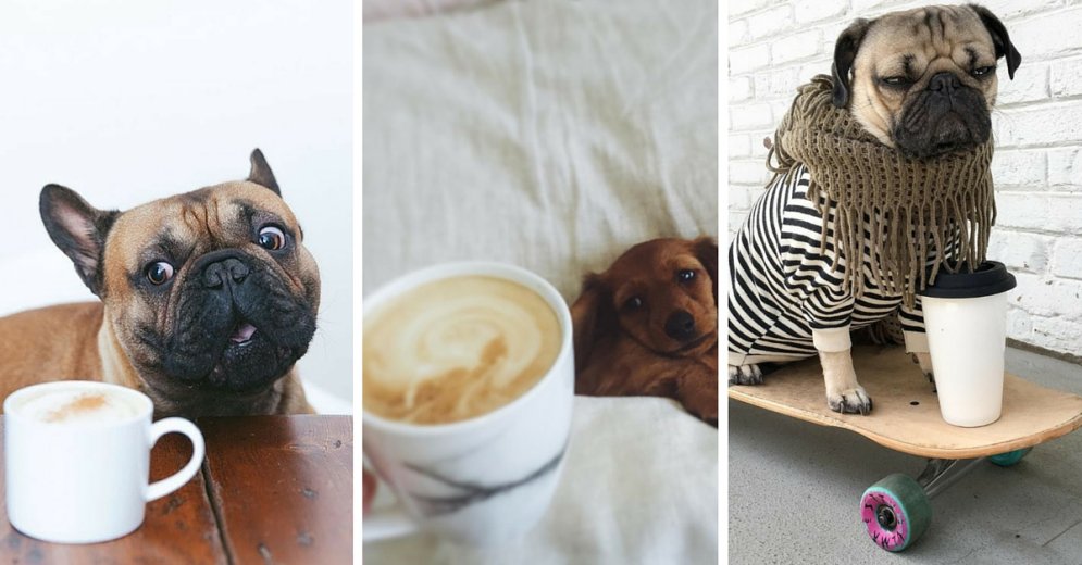 Кофедоги: 10 собак, которые любят кофе так же, как и ты (хотя наверняка сильнее)