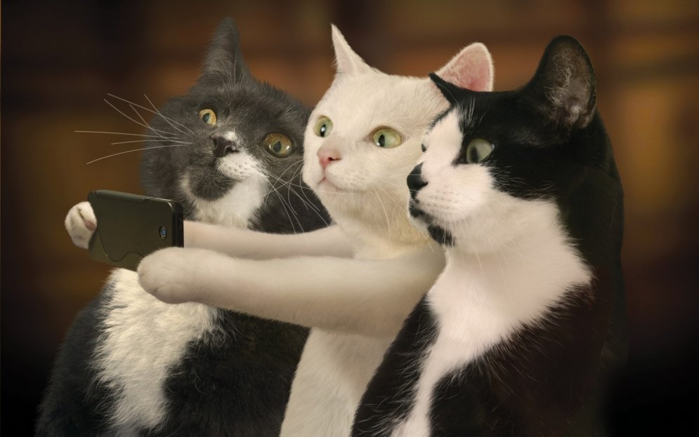 Вышел первый в мире календарь с кошачьими селфи