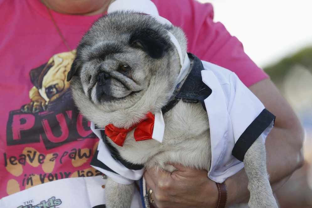 Неземная не красота: в Калифорнии прошел конкурс на звание самой уродливой собаки
