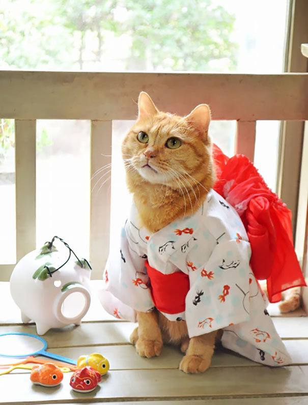Кошки в кимоношке - новый мегатренд сумасшедшей, но котолюбивой Японии