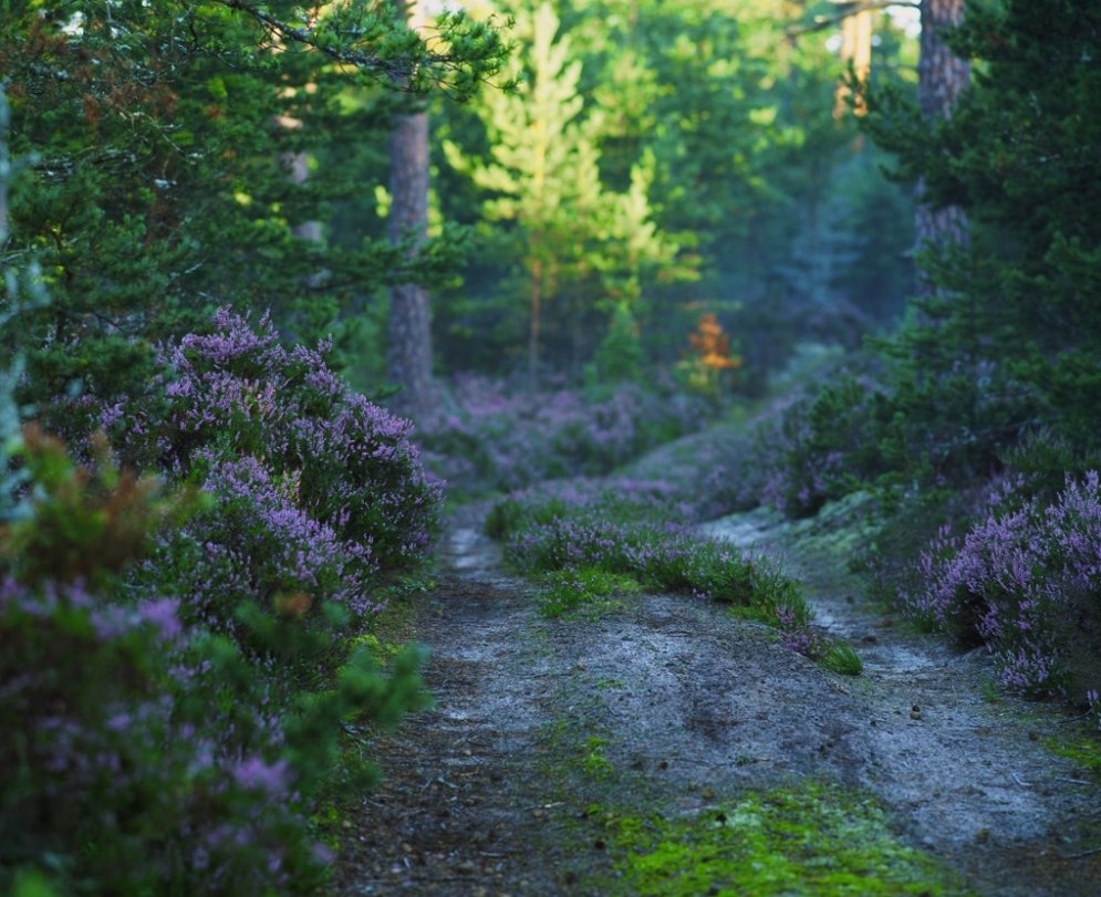 Septiņi fakti, ko, iespējams, nezināji par mežiem Latvijā