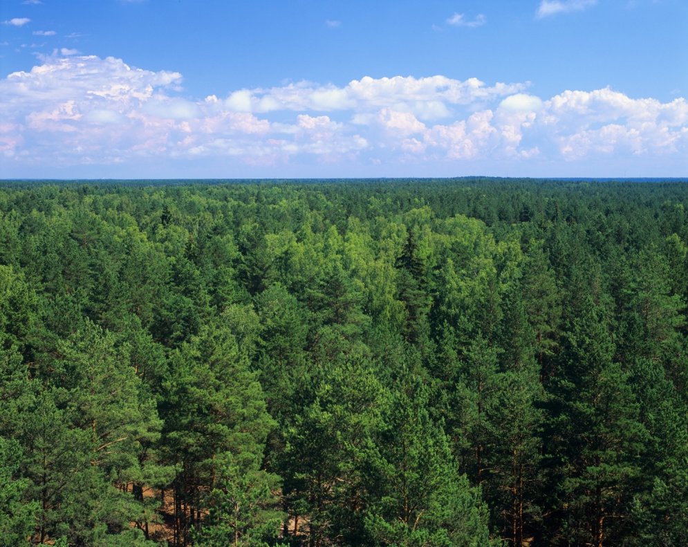 Septiņi fakti, ko, iespējams, nezināji par mežiem Latvijā