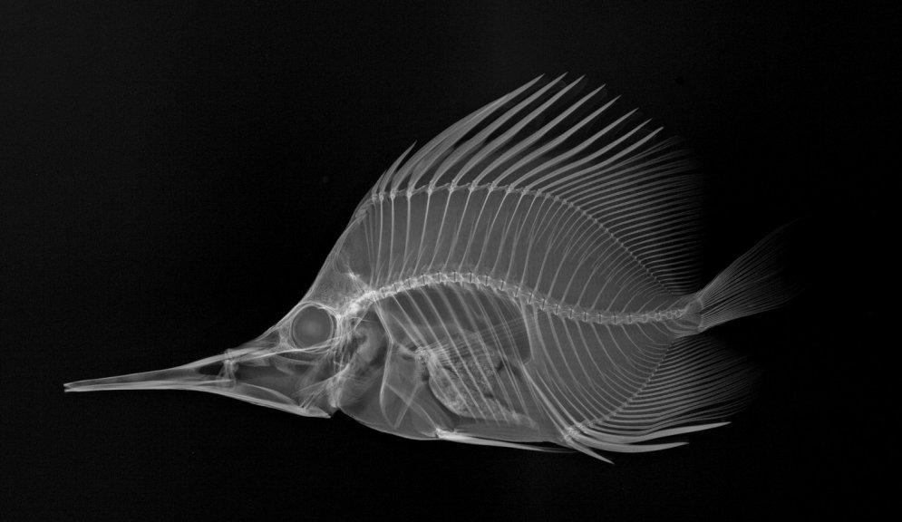 Unikāli kadri: Kā jūras iemītnieki izskatās rentgena staros