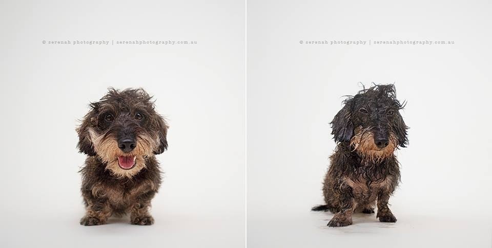 Fotogrāfe iemūžina, kā slapjš suns atšķiras no sausa suņa