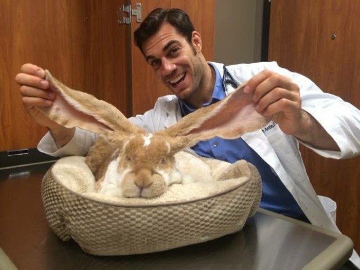 Atrasts seksīgākais veterinārārsts pasaulē