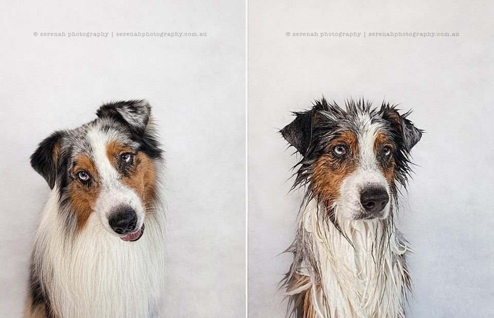 Fotogrāfe iemūžina, kā slapjš suns atšķiras no sausa suņa