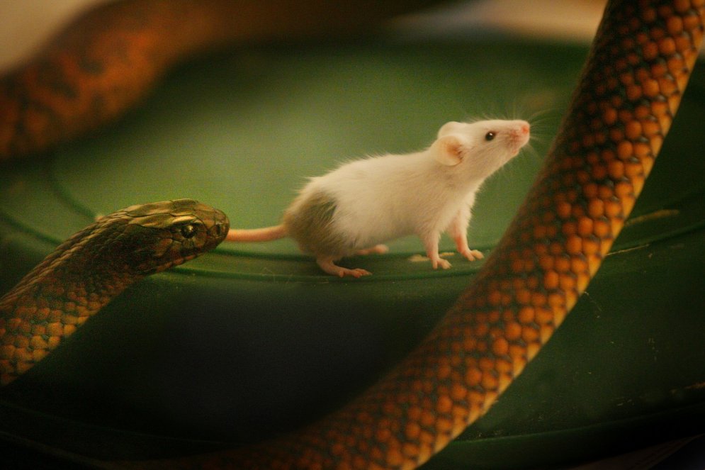 Neticams stāsts: čūska un viņas barība kļūst par labiem draugiem