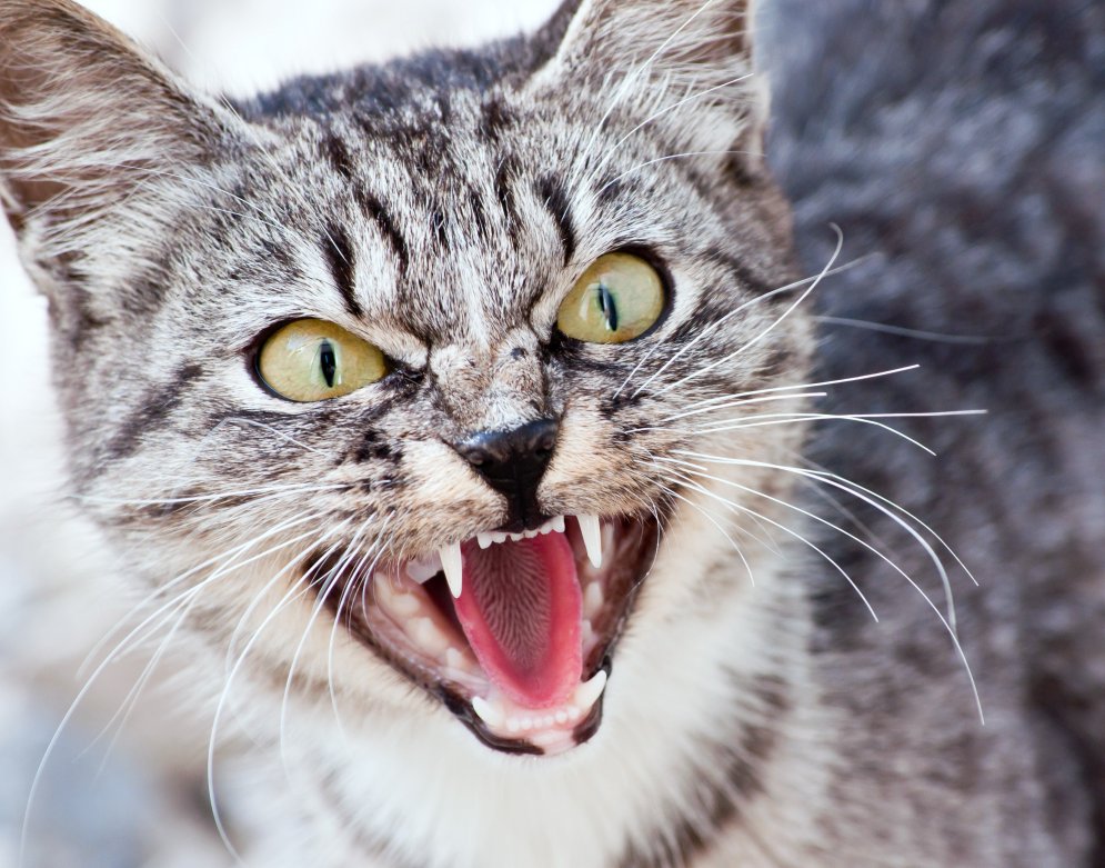 Изучаем язык животных - как понимать кошек?
