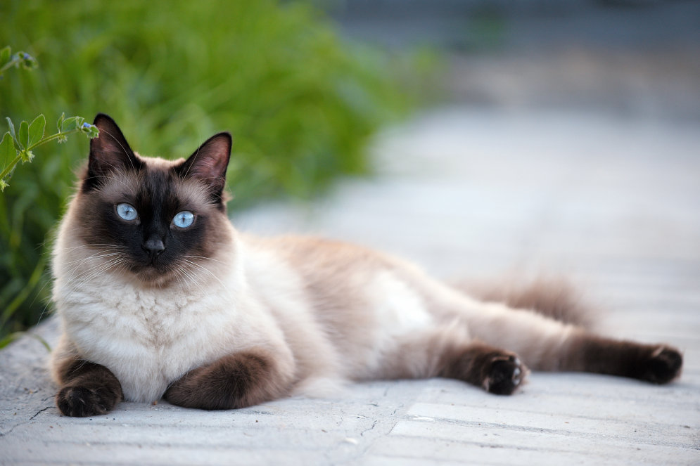 Изучаем язык животных - как понимать кошек?