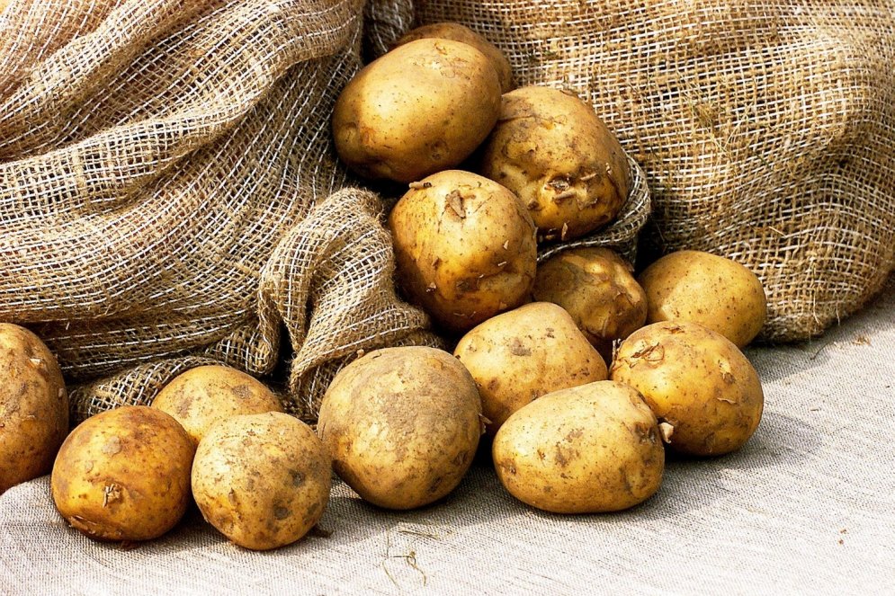 Pimpulis, pampālis, uļbins, pentupelis – vārdi, kādos latvieši sauc kartupeļus