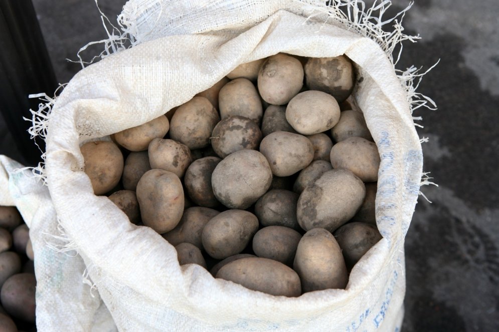 Pimpulis, pampālis, uļbins, pentupelis – vārdi, kādos latvieši sauc kartupeļus