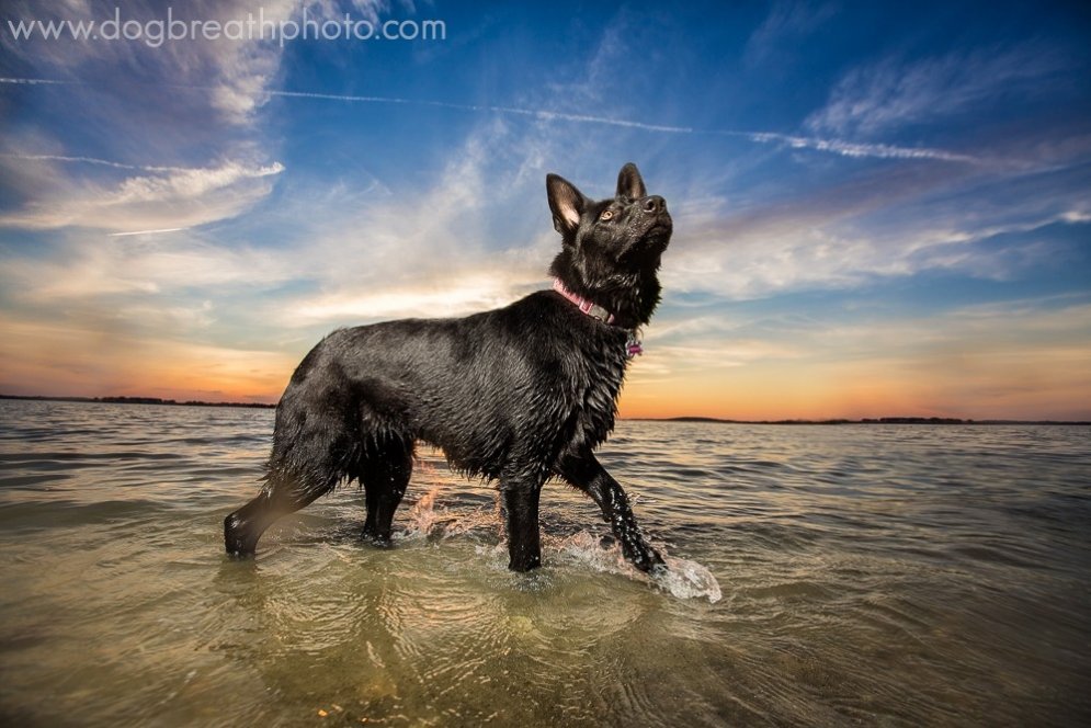 Четыре лапы, хвост и душа в фотографиях собак Кайли Грир