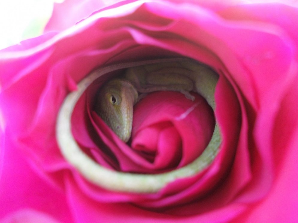 Unikāls skats: ķirzaka sev uztaisījusi gultiņu no... rozes