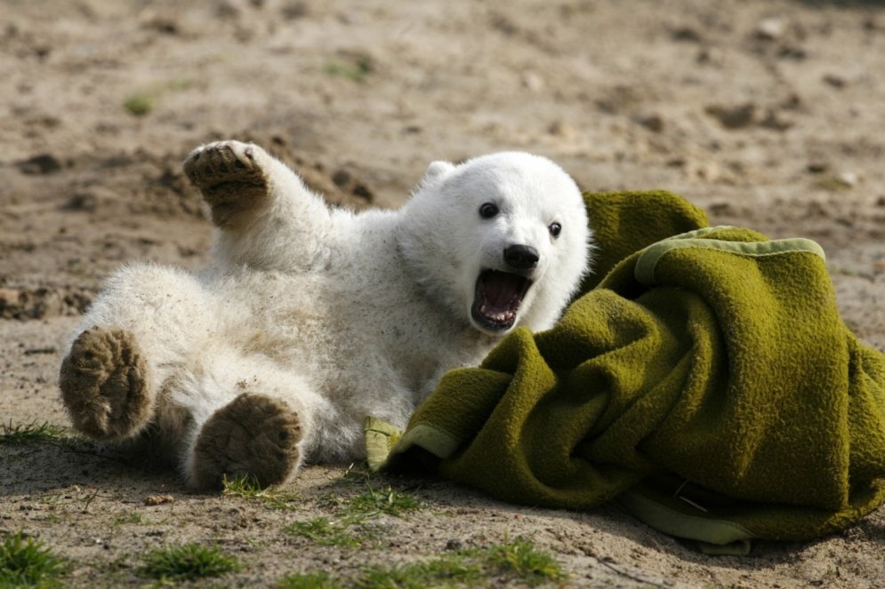 Beidzot atklāts slavenā Berlīnes polārlāča Knuta nāves iemesls