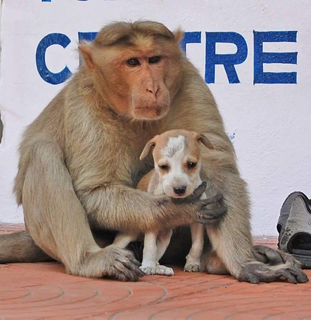 Pērtiķis adoptē kucēnu un sargā to no klaiņojošiem suņiem