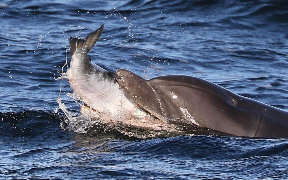 Briesmoņi, kas dzīvo jūrā: izbadējies delfīns aprij lasi