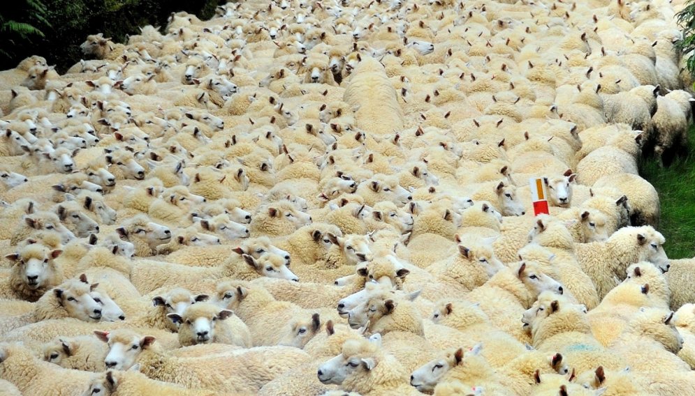 Iespējams tikai Jaunzēlandē: kad ceļu nobloķē 1600 aitas