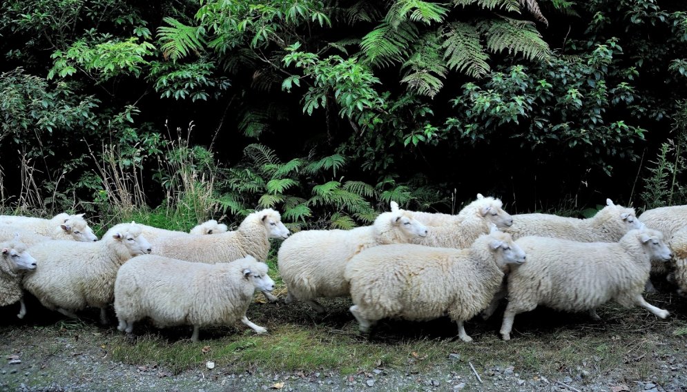 Iespējams tikai Jaunzēlandē: kad ceļu nobloķē 1600 aitas