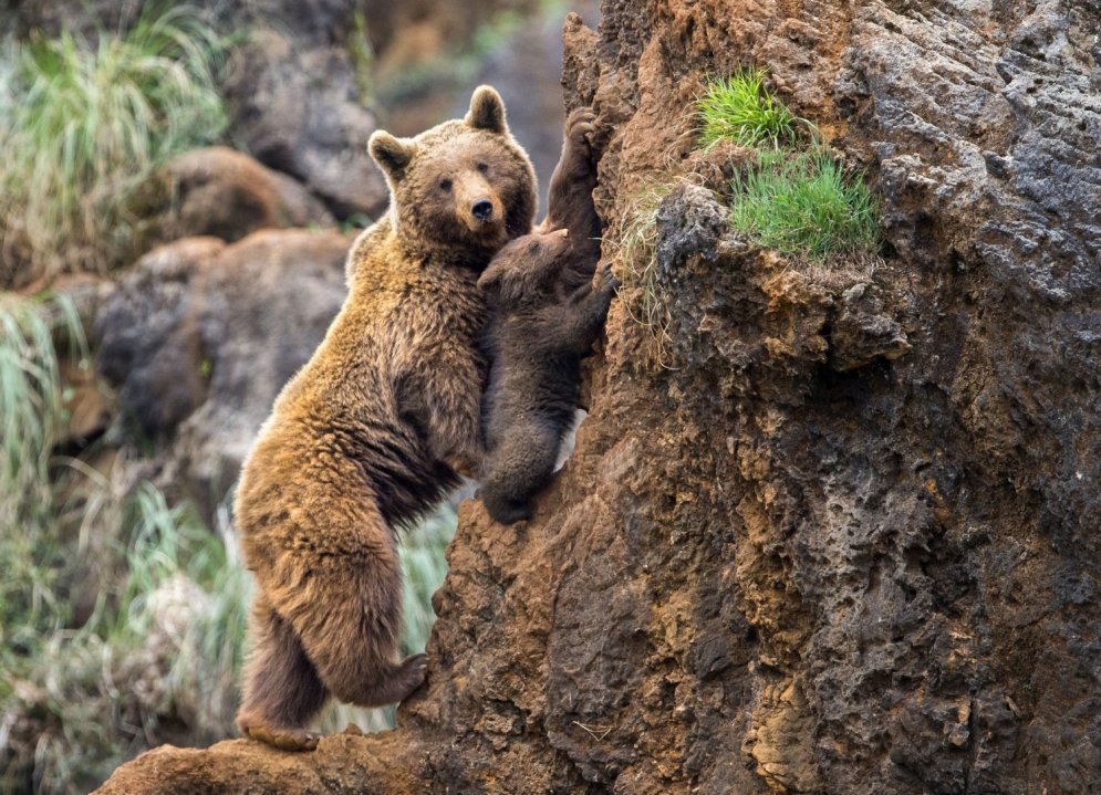 Aizkustinošs skats: lāču mamma mazulim māca kāpt klintīs