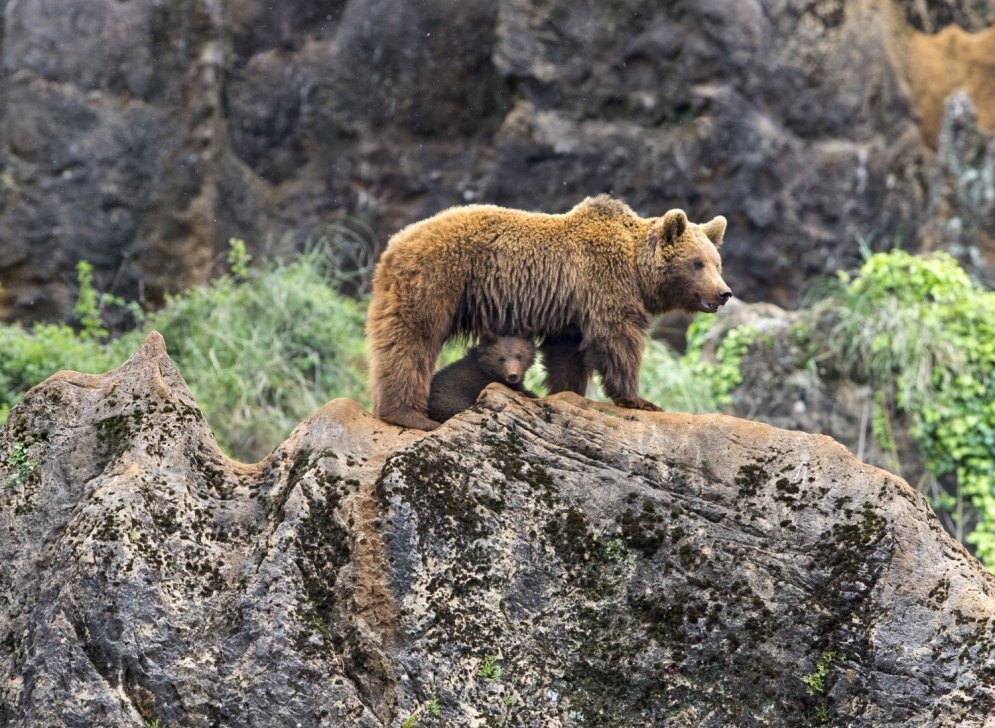 Aizkustinošs skats: lāču mamma mazulim māca kāpt klintīs