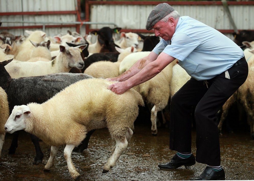 Noticis pasaulē pirmais aitu mēslu spļaušanas čempionāts