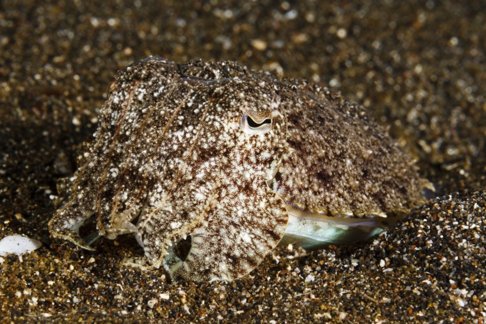 Vai varat atrast krabi un astoņkāji? Kā maskējas jūras dzīvnieki