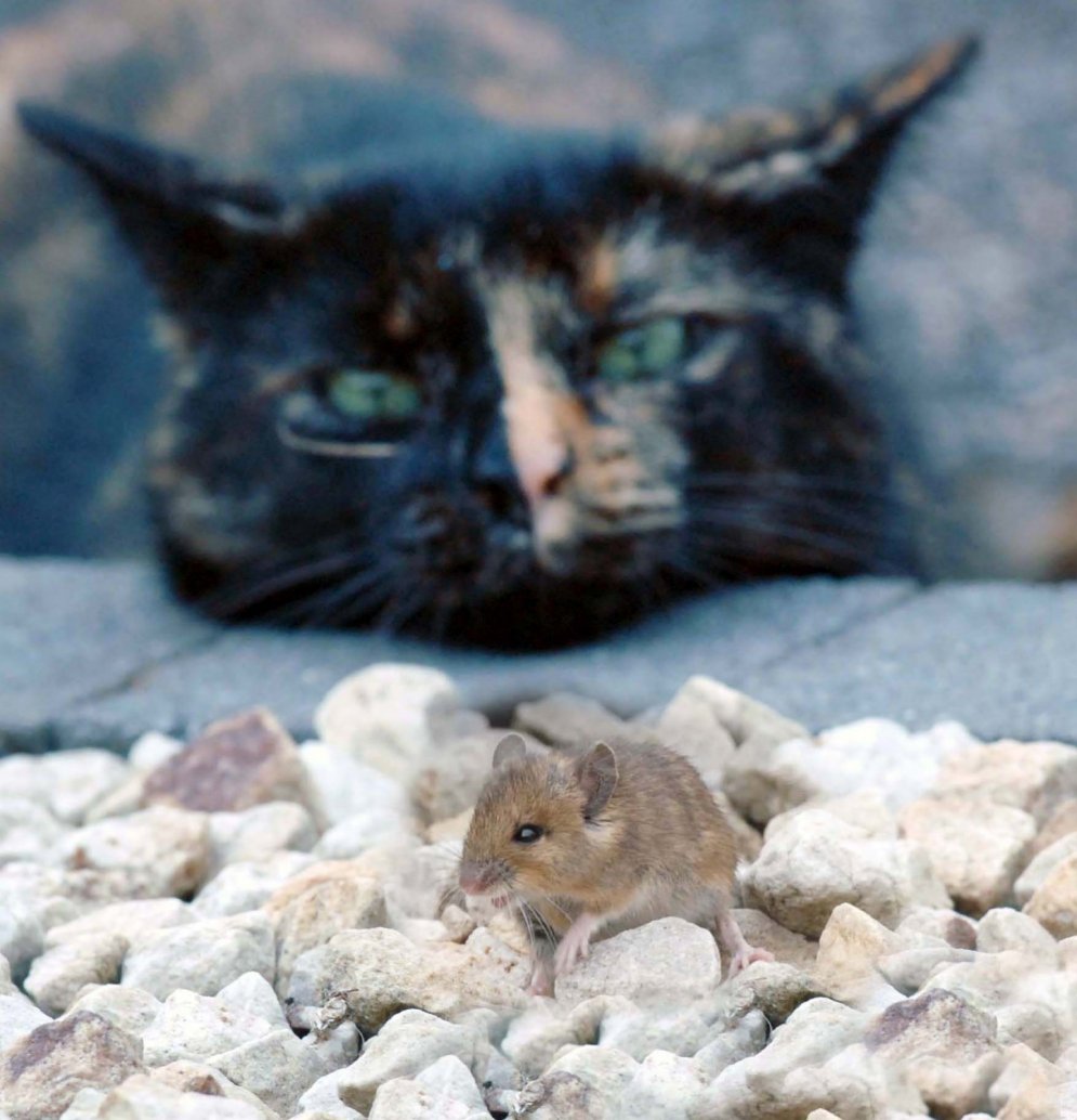 Ļoti netipiski kadri ar sirsnīgu kaķa un peles draudzību