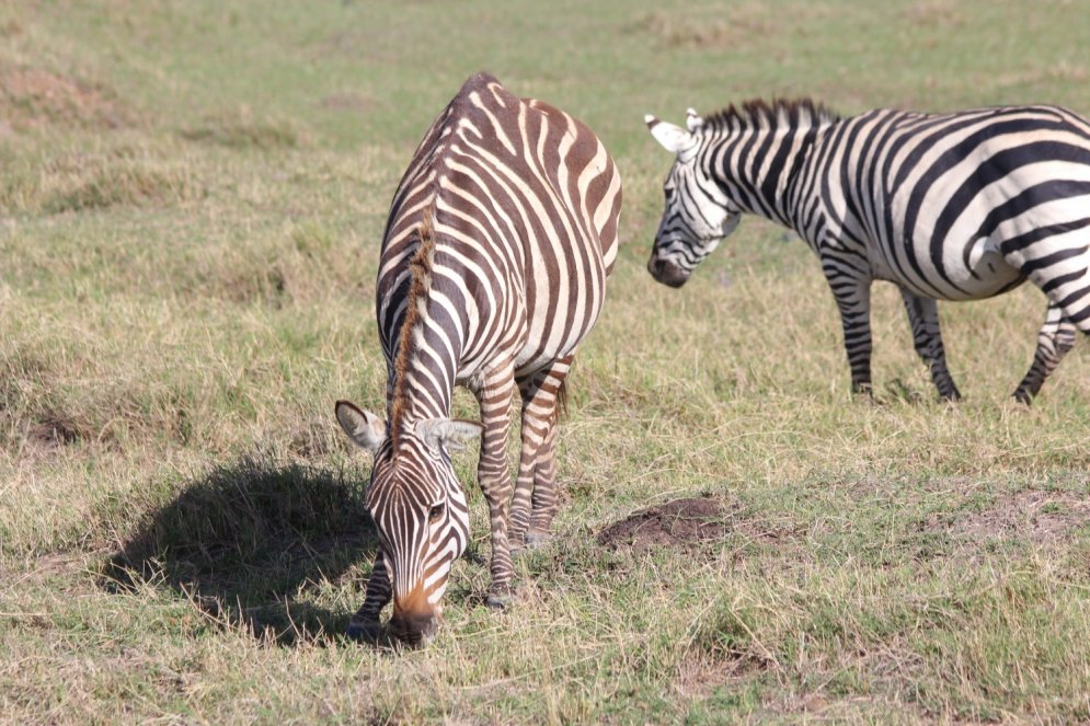 Pagalam dīvains zvērs: zebra ar kupri gluži kā kamielim